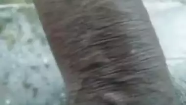 Hairy Dick Pissing Vid